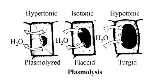NCERT Solutions for Class 11 Biology Chapter 11 Transport in Plants 7