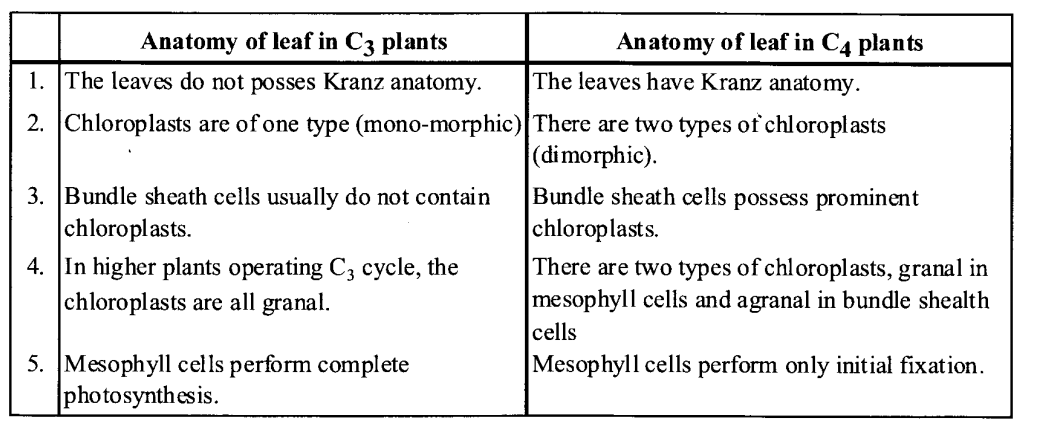 NCERT Solutions for Class 11 Biology Chapter 13 Photosynthesis 4