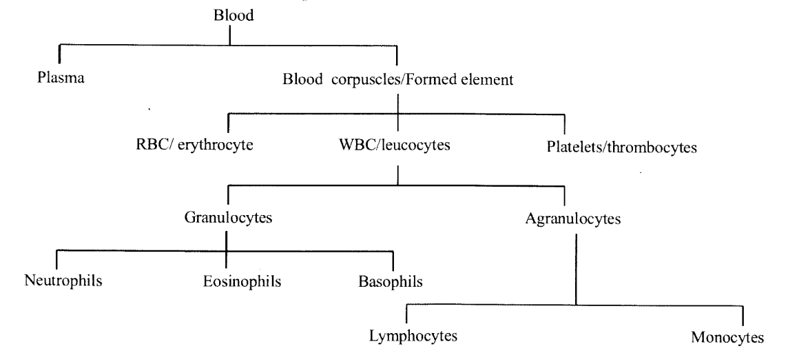 NCERT Solutions for Class 11 Biology Chapter 18 Body Fluids and Circulation 1