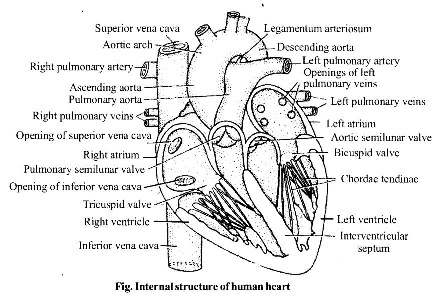 NCERT Solutions for Class 11 Biology Chapter 18 Body Fluids and Circulation 8