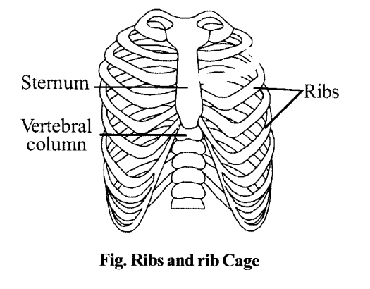 NCERT Solutions for Class 11 Biology Chapter 20 Locomotion and Movement 11