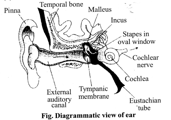 NCERT Solutions for Class 11 Biology Chapter 21 Neural control and co-ordination 9