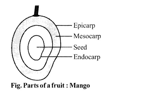 NCERT Solutions for Class 11 Biology Chapter 5 Morphology of Flowering Plants 12