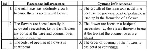NCERT Solutions for Class 11 Biology Chapter 5 Morphology of Flowering Plants 2