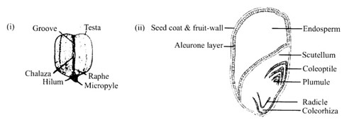 NCERT Solutions for Class 11 Biology Chapter 5 Morphology of Flowering Plants 4