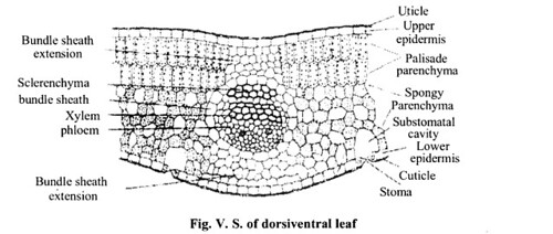 NCERT Solutions for Class 11 Biology Chapter 6 Anatomy of Flowering Plants 11