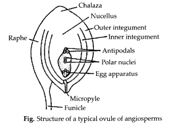 NCERT Solutions for Class 12 Biology Chapter 2 Sexual Reproduction in Flowering Plants Q4.1