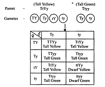 NCERT Solutions for Class 12 Biology Chapter 5 Principles of Inheritance and Variation Q7.1