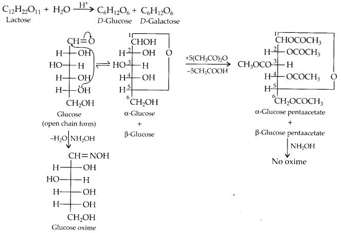 NCERT Solutions for Class 12 Chemistry Chapter 14 Biomolecules 1