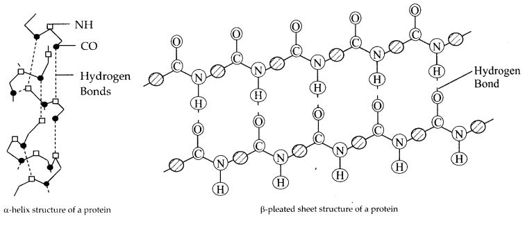 NCERT Solutions for Class 12 Chemistry Chapter 14 Biomolecules 8