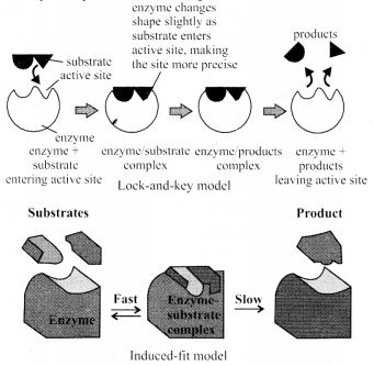 NCERT Solutions for Class 12 Chemistry Chapter 5 Surface Chemistry 4