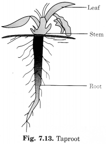 NCERT Solutions for Class 6 Science Chapter 7 Getting to Know Plants 2