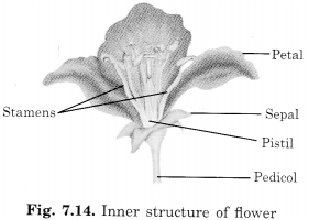 NCERT Solutions for Class 6 Science Chapter 7 Getting to Know Plants 3