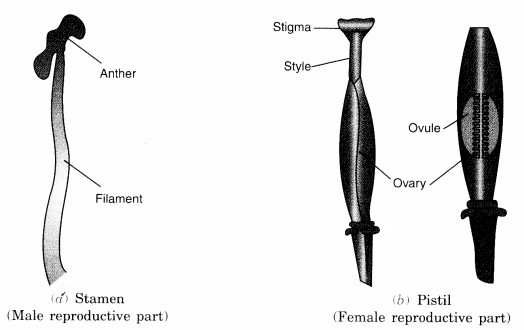 NCERT Solutions for Class 7 Science Chapter 12 Reproduction in Plants Q.5