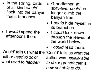 NCERT Solutions for Class 6 English Honeysuckle Chapter 10 The Banyan Tree 2