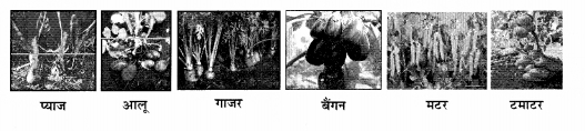 NCERT Solutions for Class 1 Hindi Chapter 4 पत्ते ही पत्ते Q2.1