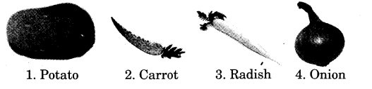 NCERT Solutions for Class 3 English Unit 3 The Enormous Turnip Talk Time Q1