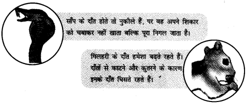 NCERT Solutions for Class 4 पर्यावरण अध्ययन Chapter 16 चूँ -चूँ करती आई चिड़िया 11