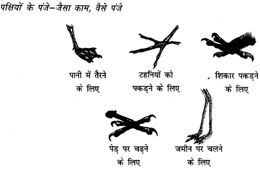 NCERT Solutions for Class 4 पर्यावरण अध्ययन Chapter 16 चूँ -चूँ करती आई चिड़िया 8