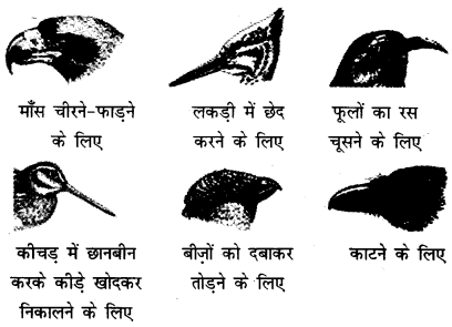 NCERT Solutions for Class 4 पर्यावरण अध्ययन Chapter 16 चूँ -चूँ करती आई चिड़िया 9