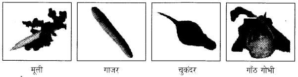 NCERT Solutions for Class 4 पर्यावरण अध्ययन Chapter 19 जड़ों का जाल 2