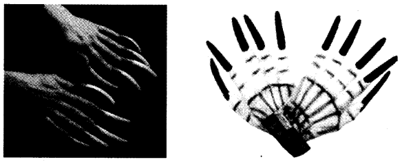 NCERT Solutions for Class 4 पर्यावरण अध्ययन Chapter 19 जड़ों का जाल 8