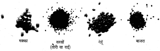 NCERT Solutions for Class 5 पर्यावरण अध्ययन Chapter 19 किसानों की कहानी-बीज की जुबानी 2